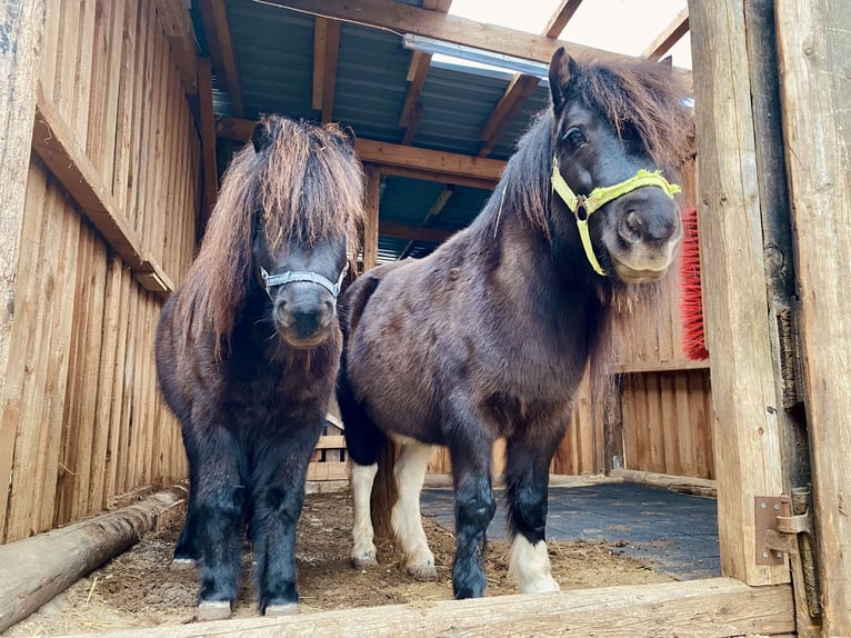 Shetland Ponys Wallach 11 Jahre 108 cm in Steinheim am Albuch