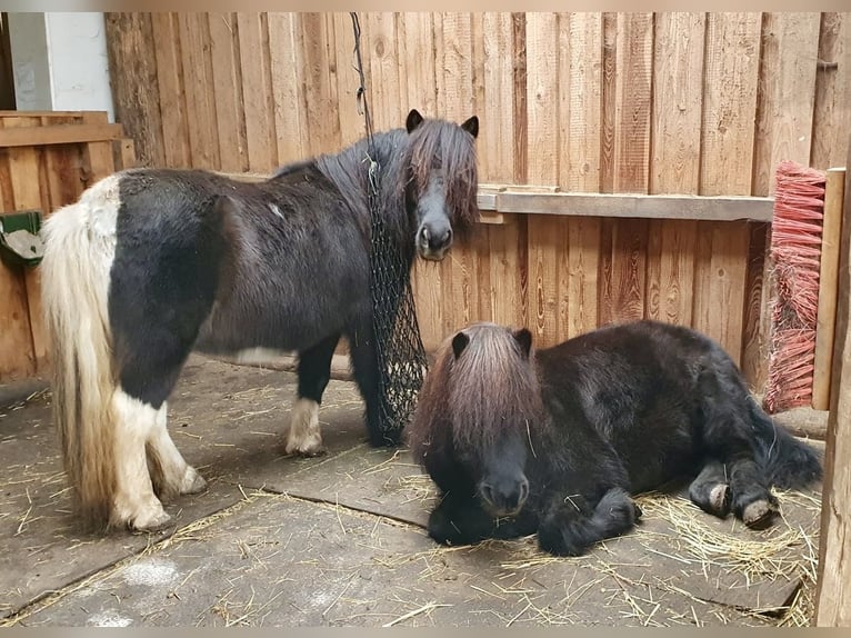 Shetland Ponys Wallach 11 Jahre 108 cm in Steinheim am Albuch