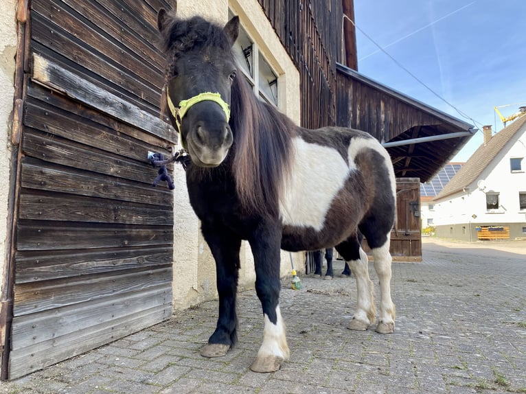 Shetland Ponys Wallach 11 Jahre 108 cm in Steinheim am Albuch