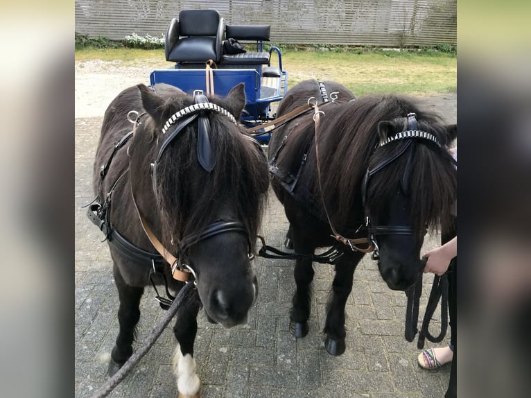 Shetland Ponys Wallach 11 Jahre 108 cm in Steinheim am Albuch