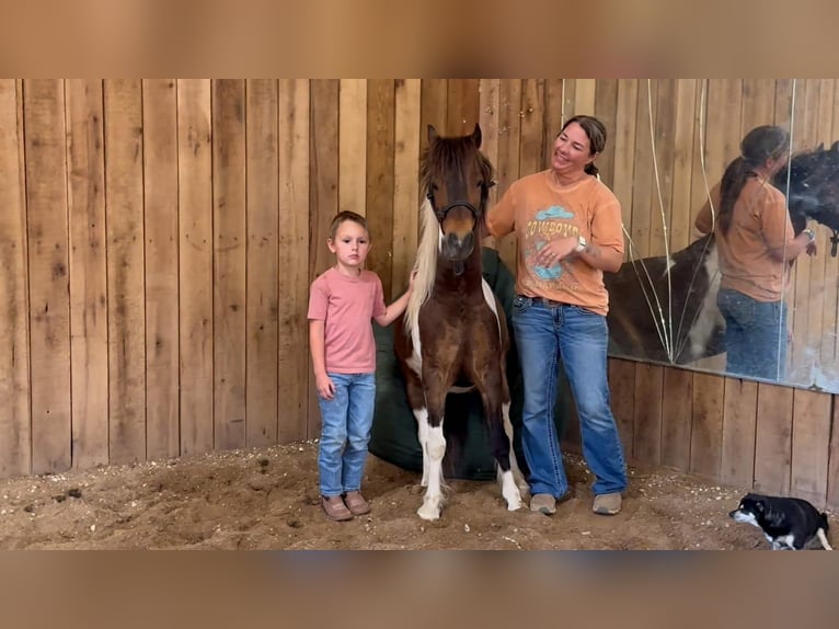 Shetland Ponys Wallach 11 Jahre 117 cm Schecke in Rogersville, MO