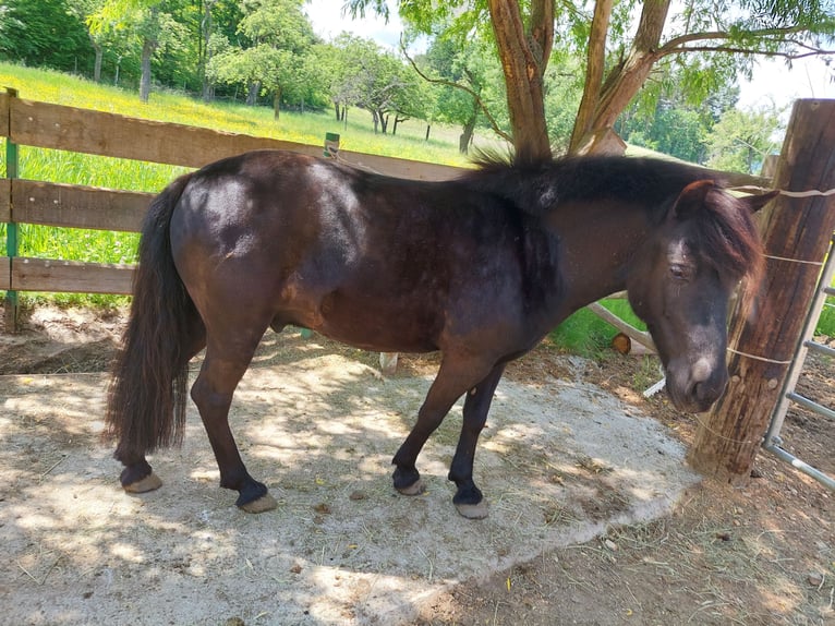 Shetland Ponys Mix Wallach 11 Jahre 129 cm Rappe in Ternitz