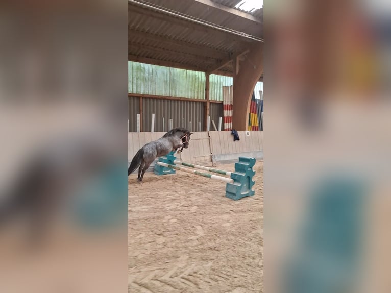 Shetland Ponys Wallach 11 Jahre 97 cm Rappschimmel in Oberursel