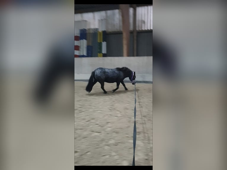 Shetland Ponys Wallach 11 Jahre 97 cm Rappschimmel in Oberursel