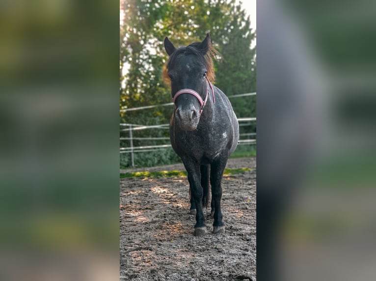 Shetland Ponys Wallach 11 Jahre 97 cm Rappschimmel in Oberursel