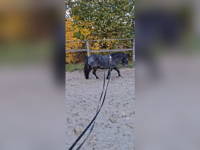 Shetland Ponys Wallach 11 Jahre 97 cm Rappschimmel in Oberursel
