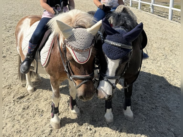 Shetland Ponys Wallach 11 Jahre in Gunskirchen