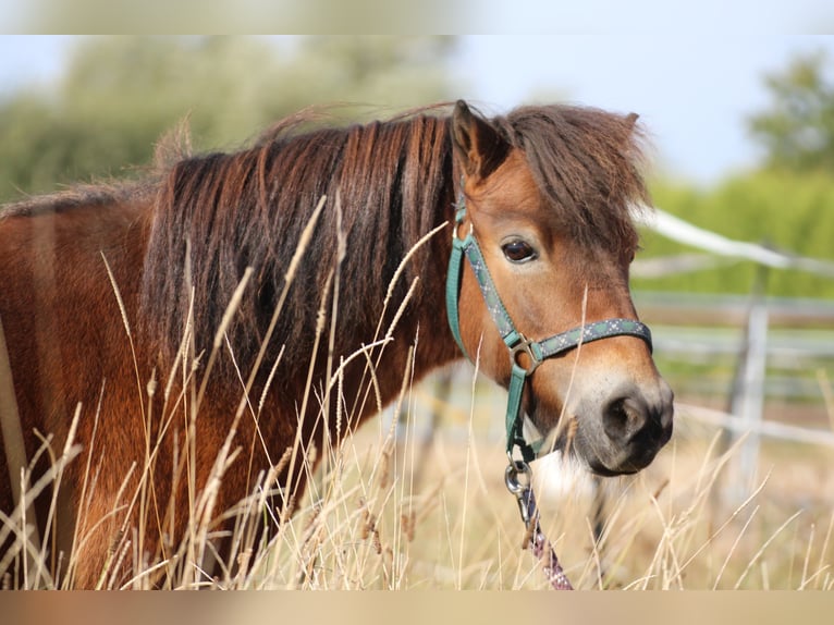 Shetland Ponys Wallach 11 Jahre in Schürensöhlen