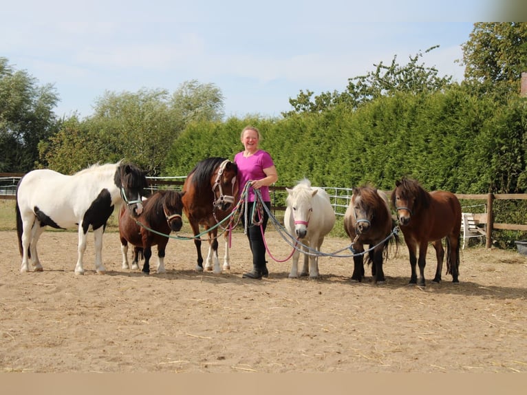 Shetland Ponys Wallach 11 Jahre in Schürensöhlen