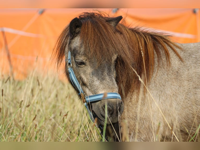 Shetland Ponys Wallach 11 Jahre in Schürensöhlen