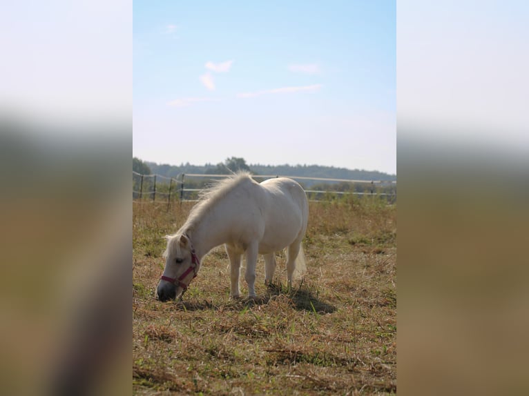 Shetland Ponys Wallach 11 Jahre in Schürensöhlen