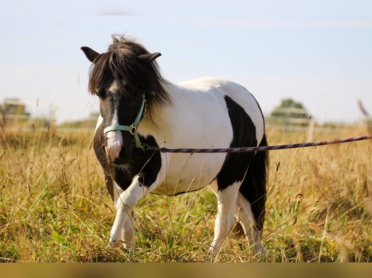 Shetland Ponys Wallach 11 Jahre in Schürensöhlen