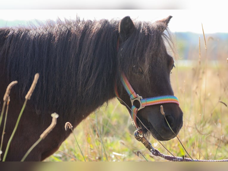 Shetland Ponys Wallach 11 Jahre in Schürensöhlen