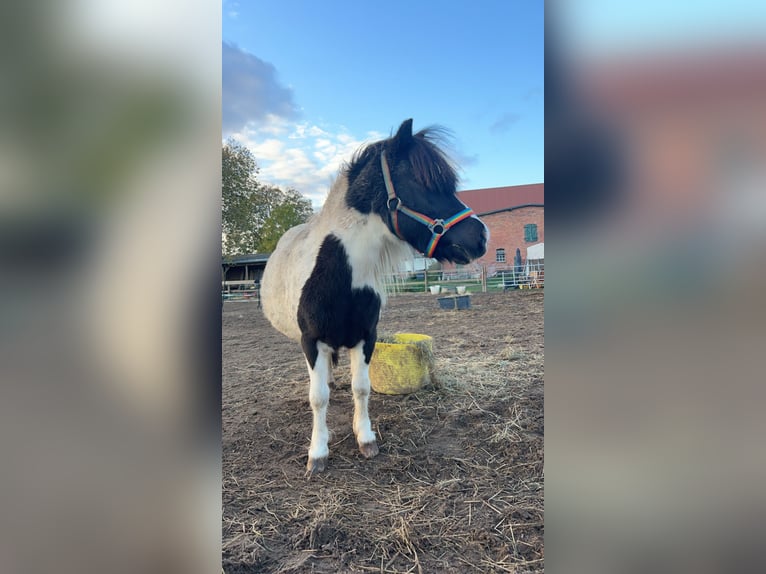 Shetland Ponys Wallach 11 Jahre in Schürensöhlen