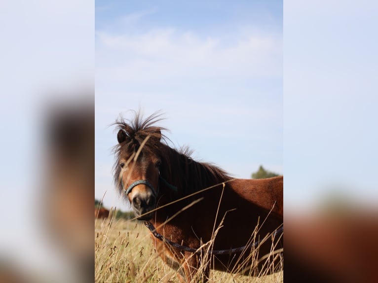 Shetland Ponys Wallach 11 Jahre in Schürensöhlen