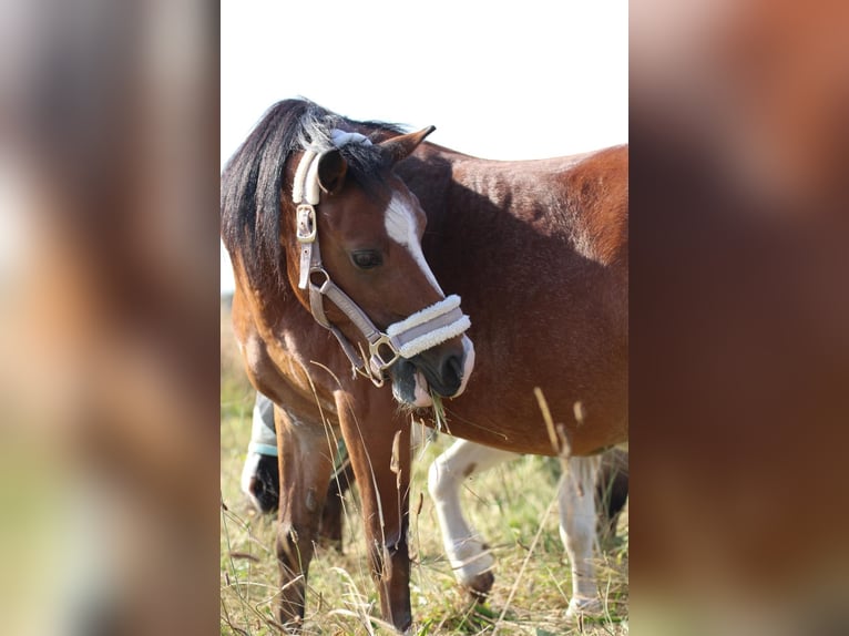 Shetland Ponys Wallach 11 Jahre in Schürensöhlen