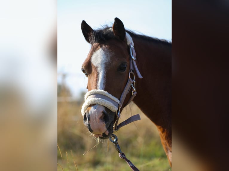 Shetland Ponys Wallach 11 Jahre in Schürensöhlen