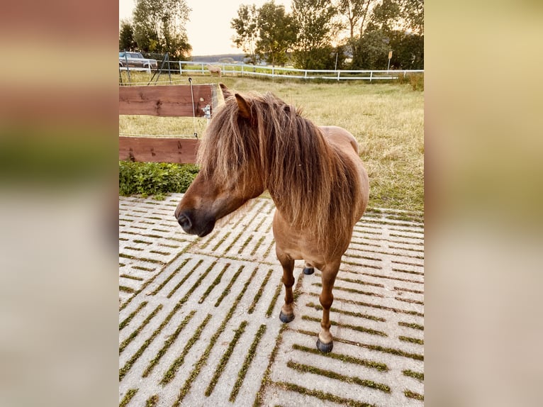 Shetland Ponys Wallach 12 Jahre 100 cm Dunkelfuchs in Edermünde