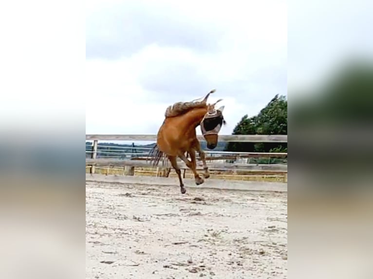 Shetland Ponys Wallach 12 Jahre 100 cm Dunkelfuchs in Edermünde