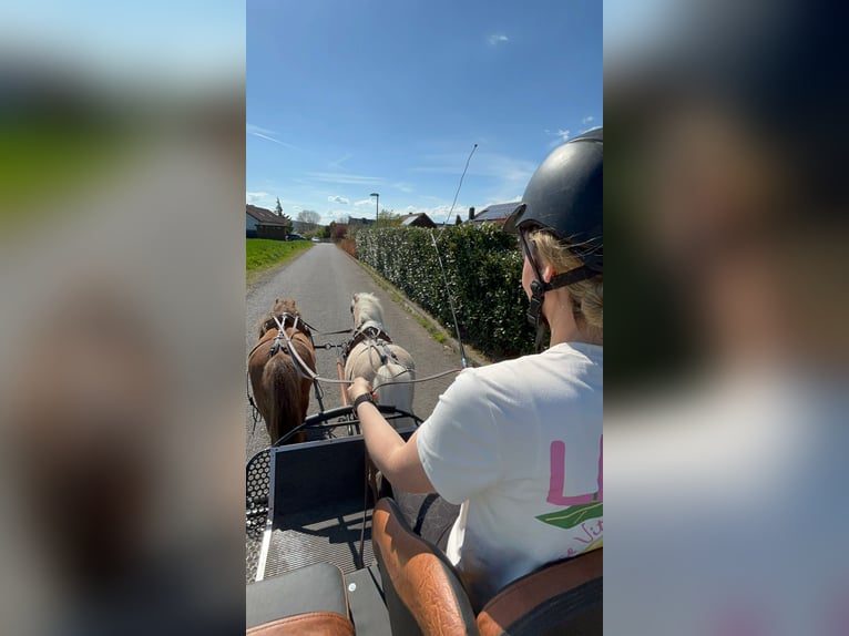 Shetland Ponys Wallach 12 Jahre 100 cm Dunkelfuchs in Edermünde