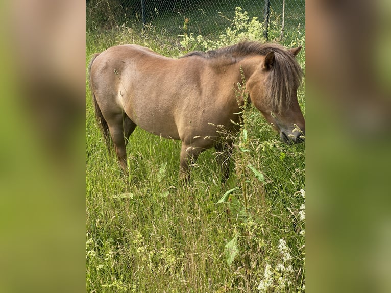 Shetland Ponys Wallach 12 Jahre 100 cm Dunkelfuchs in Edermünde