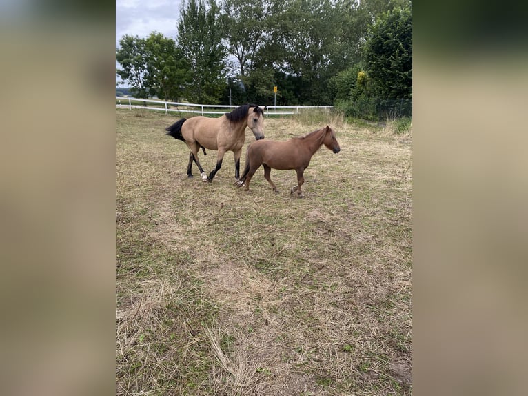 Shetland Ponys Wallach 12 Jahre 100 cm Dunkelfuchs in Edermünde