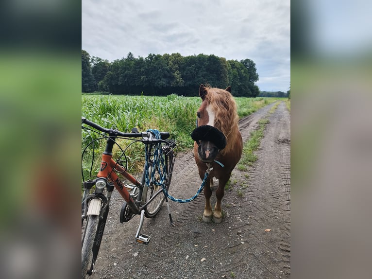 Shetland Ponys Wallach 12 Jahre 100 cm in St. Veit