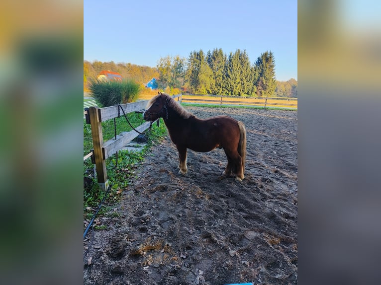 Shetland Ponys Wallach 12 Jahre 100 cm in St. Veit