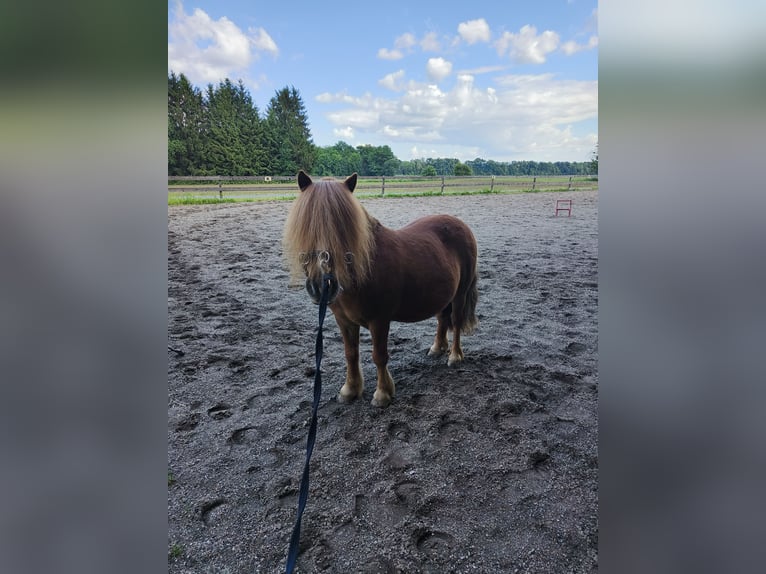 Shetland Ponys Wallach 12 Jahre 100 cm in St. Veit