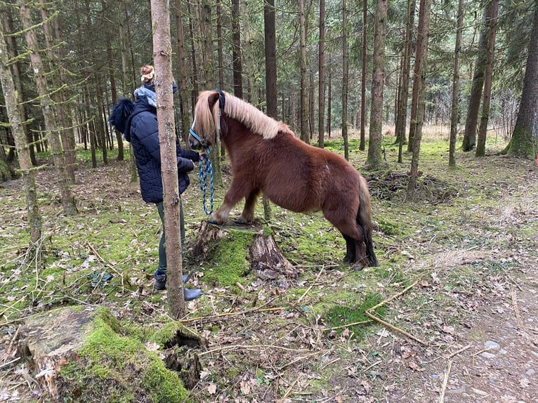 Shetland Ponys Wallach 12 Jahre 100 cm in St. Veit