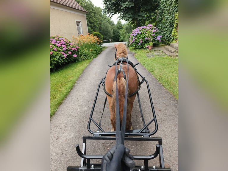 Shetland Ponys Wallach 12 Jahre 100 cm in St. Veit