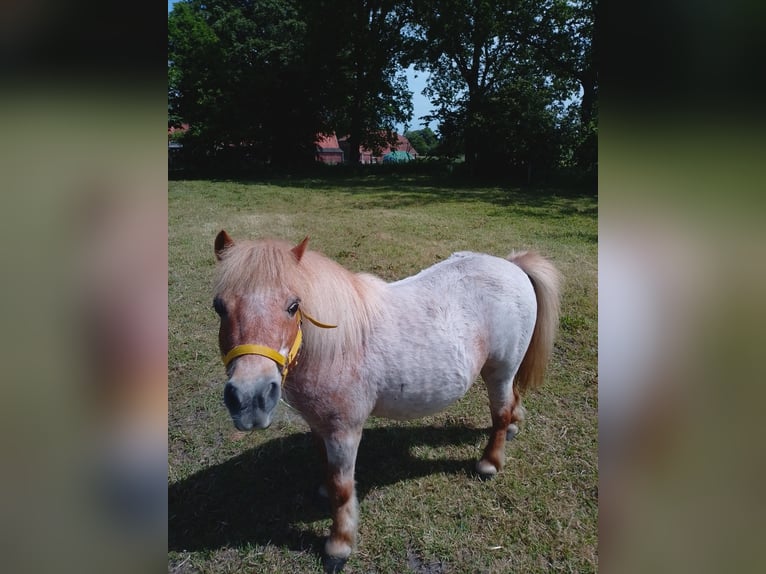 Shetland Ponys Wallach 12 Jahre 100 cm Roan-Red in Wittmund