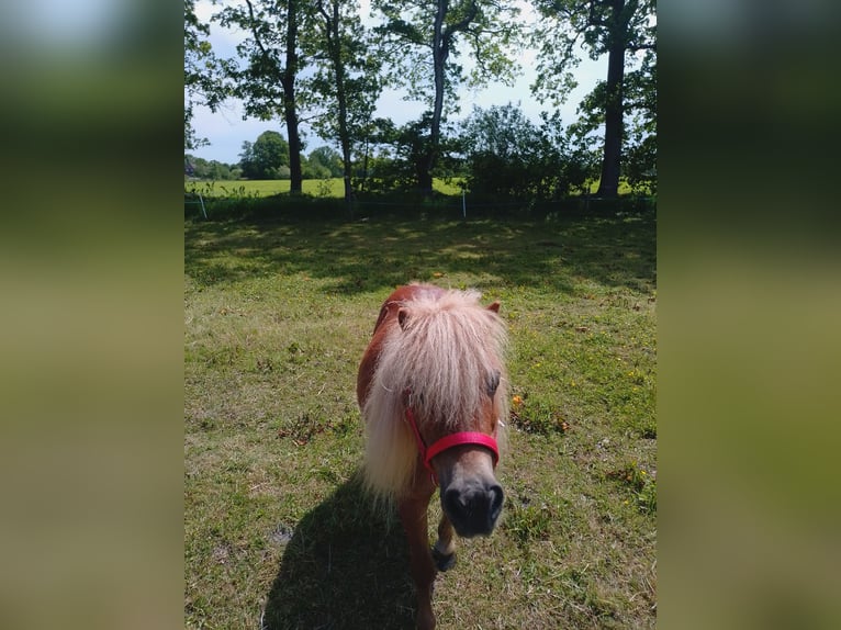 Shetland Ponys Wallach 12 Jahre 100 cm Roan-Red in Wittmund