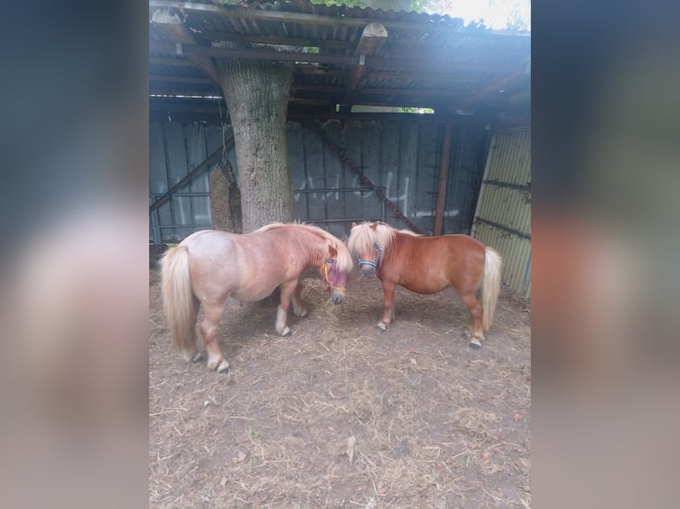 Shetland Ponys Wallach 12 Jahre 100 cm Roan-Red in Wittmund
