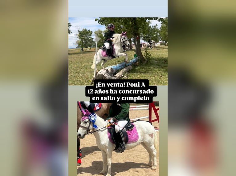 Shetland Ponys Wallach 12 Jahre 100 cm Schimmel in Salobral Shetland Ponys Wallach 12 Jahre 100 cm Schimmel in Salobral
