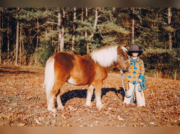 Shetland Ponys Wallach 12 Jahre 102 cm Dunkelfuchs in Lyles, TN