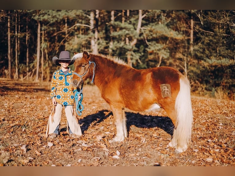 Shetland Ponys Wallach 12 Jahre 102 cm Dunkelfuchs in Lyles, TN