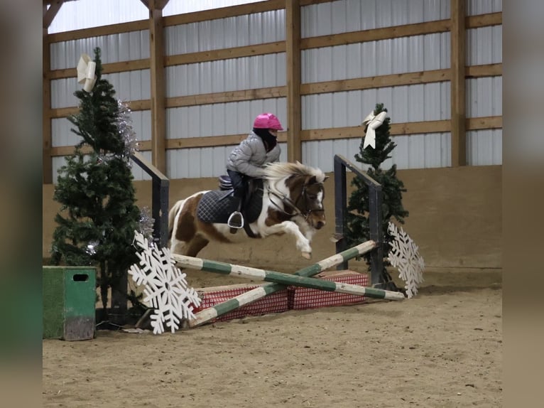 Shetland Ponys Wallach 12 Jahre 102 cm Schecke in Howell