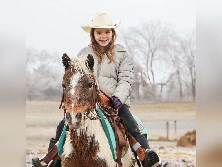 Shetland Ponys Wallach 12 Jahre 102 cm Schecke in Howell