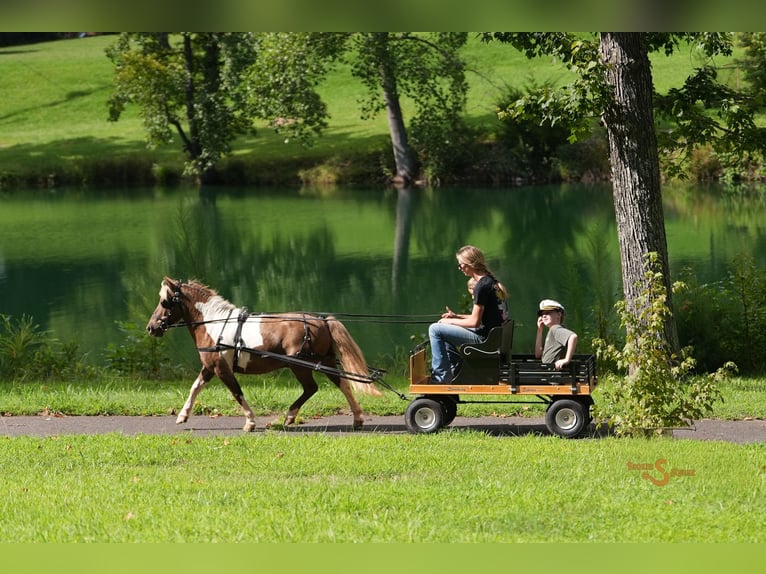Shetland Ponys Wallach 12 Jahre 102 cm Schecke in Bogard