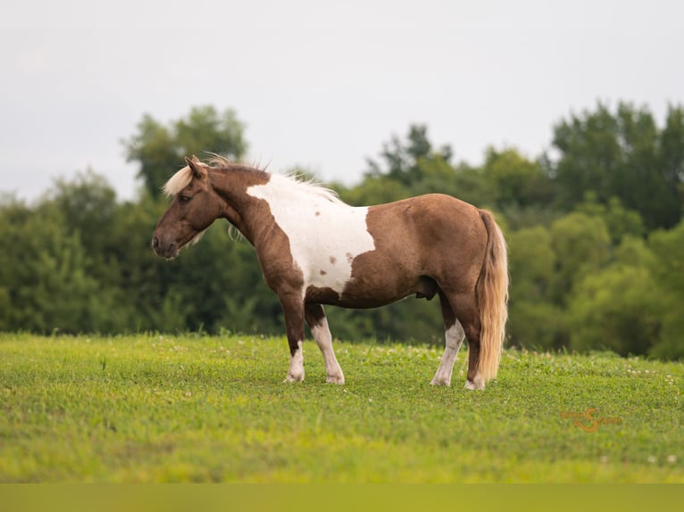 Shetland Ponys Wallach 12 Jahre 102 cm Schecke in Bogard