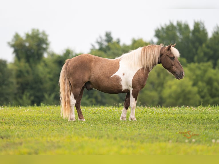 Shetland Ponys Wallach 12 Jahre 102 cm Schecke in Bogard