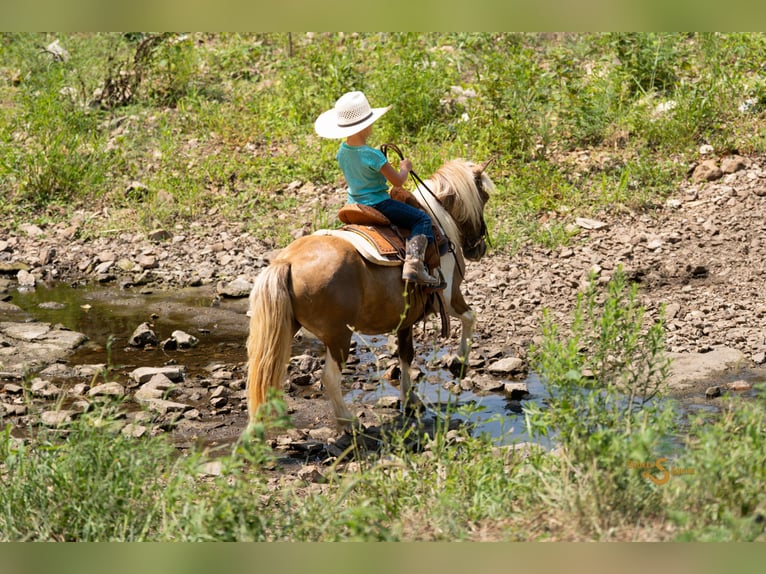 Shetland Ponys Wallach 12 Jahre 102 cm Schecke in Bogard