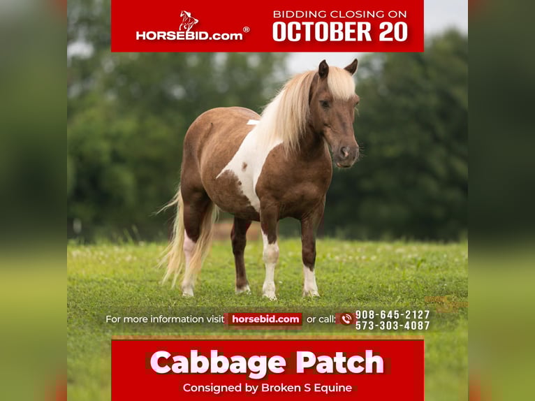 Shetland Ponys Wallach 12 Jahre 102 cm Schecke in Bogard