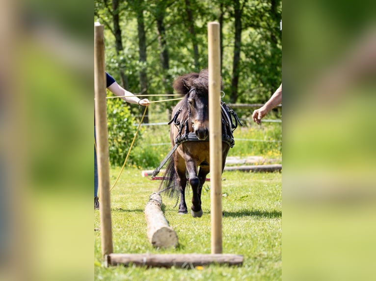 Shetland Ponys Wallach 12 Jahre 105 cm Dunkelbrauner in Siegbach