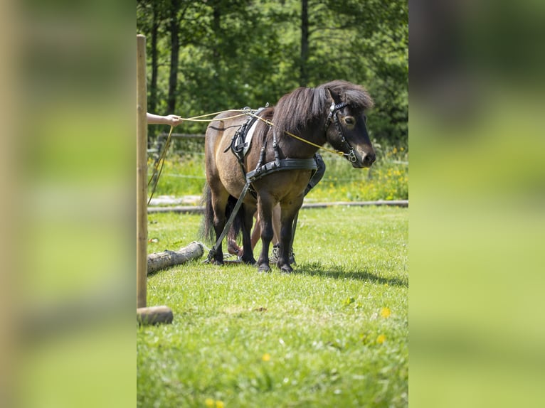 Shetland Ponys Wallach 12 Jahre 105 cm Dunkelbrauner in Siegbach