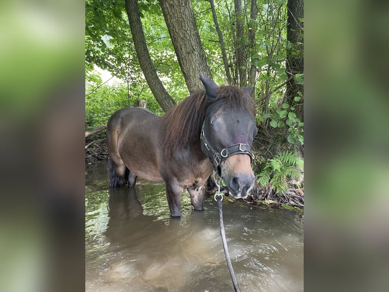Shetland Ponys Wallach 12 Jahre 105 cm Dunkelbrauner in Siegbach