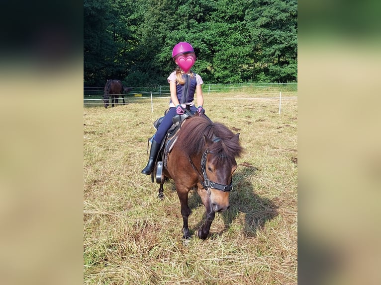 Shetland Ponys Wallach 12 Jahre 105 cm Dunkelbrauner in Siegbach