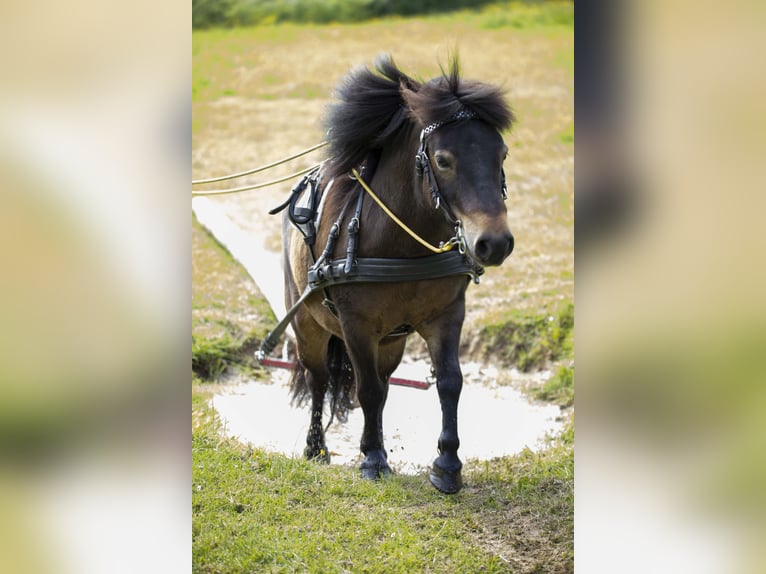 Shetland Ponys Wallach 12 Jahre 105 cm Dunkelbrauner in Siegbach
