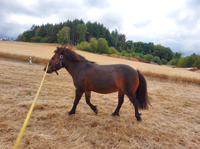 Shetland Ponys Wallach 12 Jahre 105 cm Dunkelbrauner in Siegbach